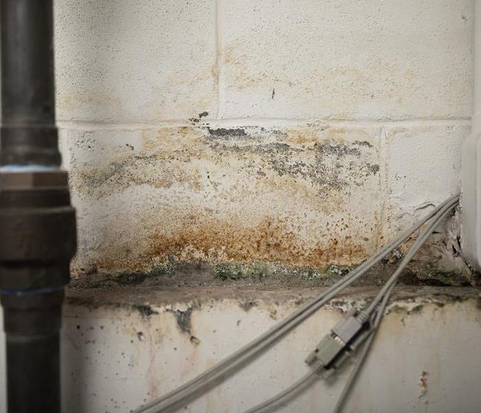 Mold on a concrete wall with piping